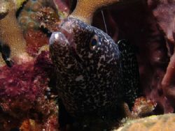 Spotted moray poking it's head out. by Martin Spragg 
